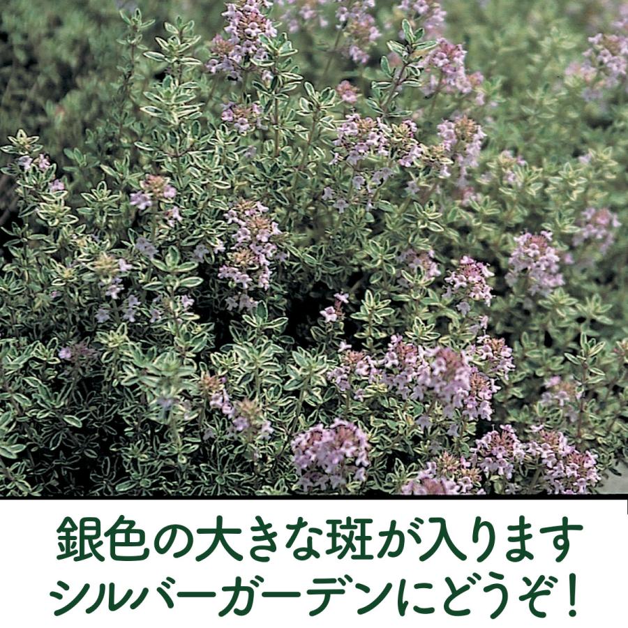 ハーブ 苗 シルバータイム（種類 栽培 ハーブティー ハーブガーデン 花 ガーデニング 苗木 果樹 栽培キット） |  | 03