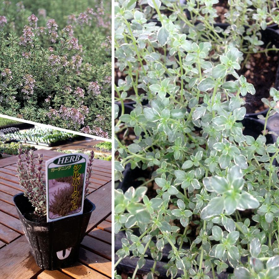ハーブ 苗 シルバータイム（種類 栽培 ハーブティー ハーブガーデン 花 ガーデニング 苗木 果樹 栽培キット） |  | 04