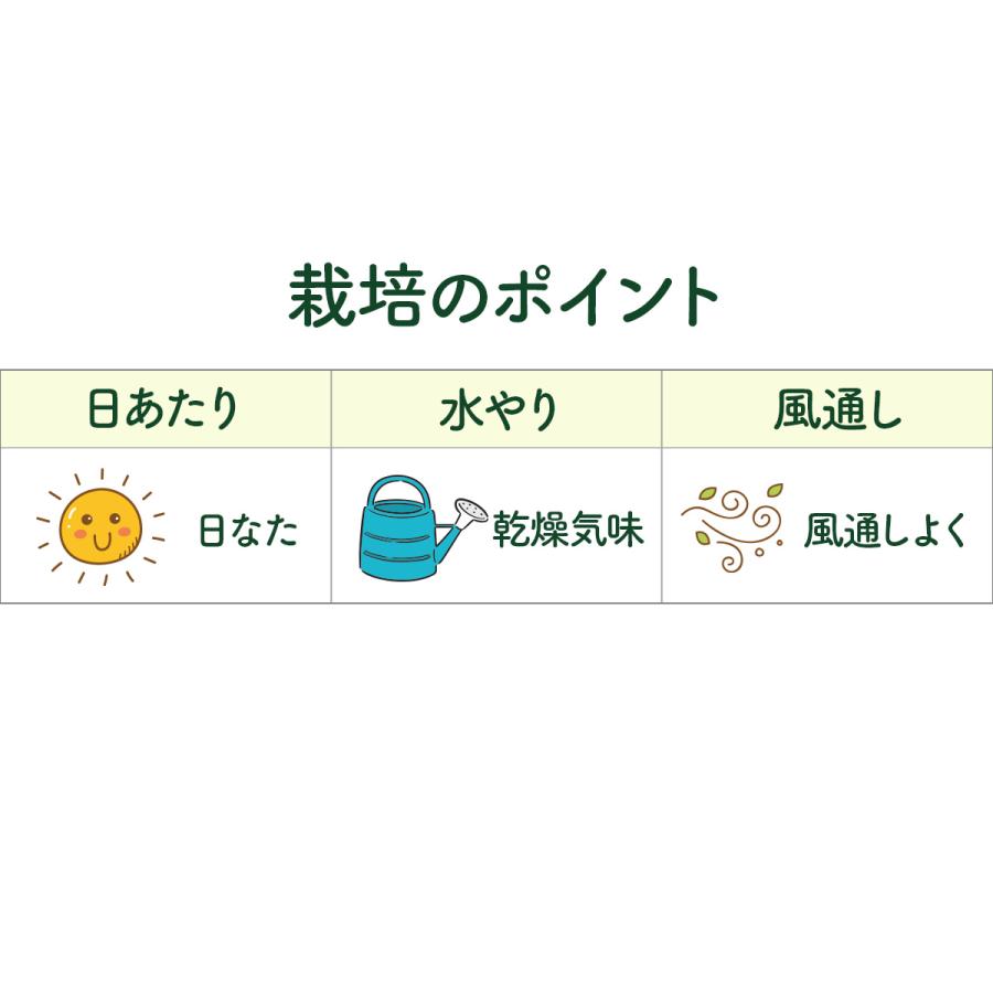 ハーブ 苗 シルバータイム（種類 栽培 ハーブティー ハーブガーデン 花 ガーデニング 苗木 果樹 栽培キット） |  | 05