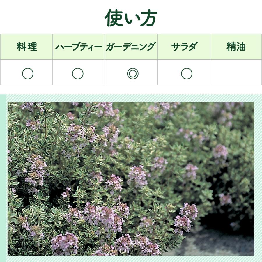 ハーブ 苗 シルバータイム（種類 栽培 ハーブティー ハーブガーデン 花 ガーデニング 苗木 果樹 栽培キット） |  | 06