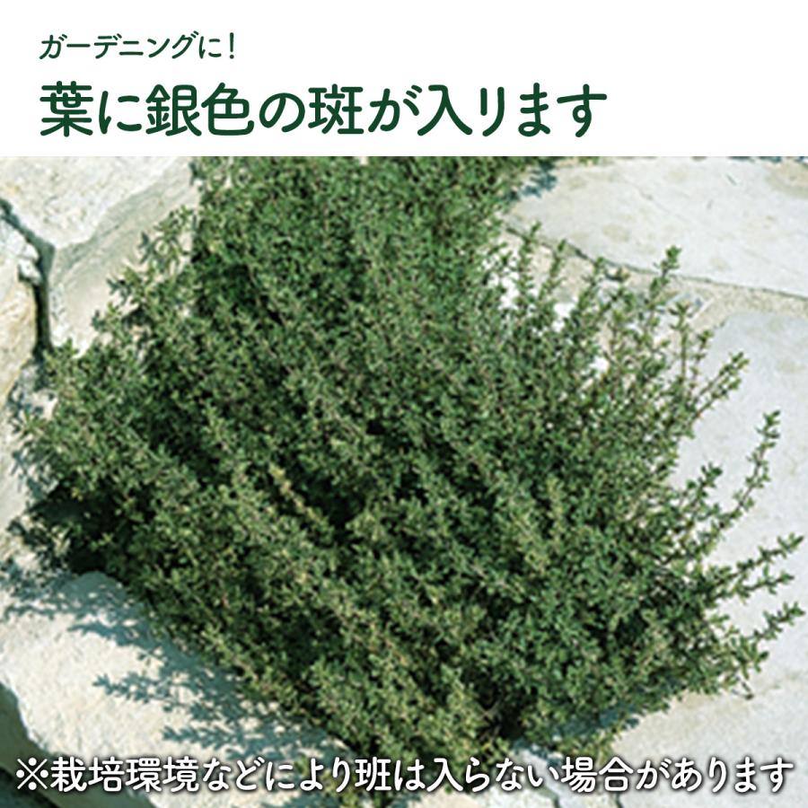 ハーブ 苗 シルバータイム（種類 栽培 ハーブティー ハーブガーデン 花 ガーデニング 苗木 果樹 栽培キット） |  | 07