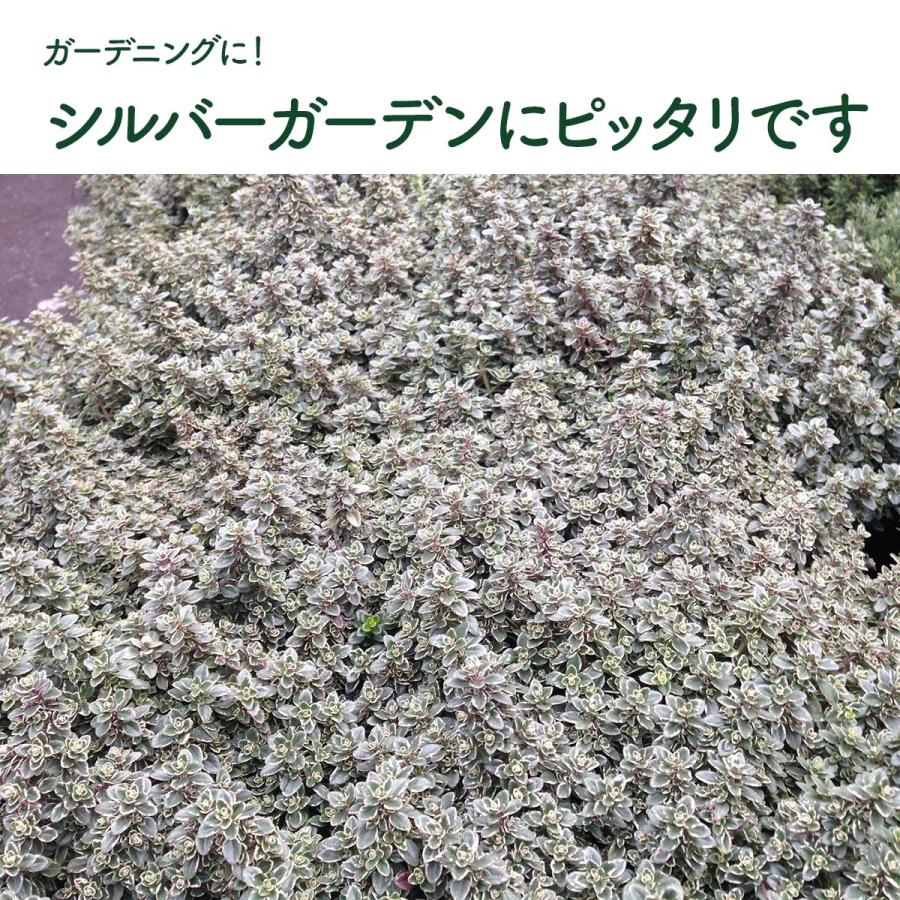 ハーブ 苗 シルバータイム（種類 栽培 ハーブティー ハーブガーデン 花 ガーデニング 苗木 果樹 栽培キット） |  | 08