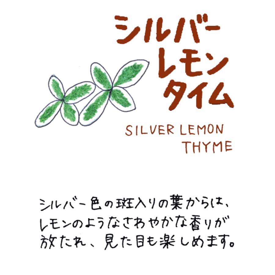ハーブ 苗 シルバーレモンタイム（種類 栽培 ハーブティー ハーブガーデン 花 ガーデニング 苗木 果樹 栽培キット） |  | 01