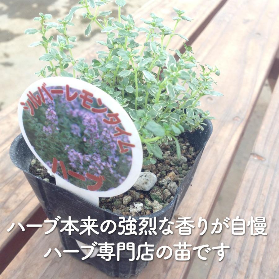 ハーブ 苗 シルバーレモンタイム（種類 栽培 ハーブティー ハーブガーデン 花 ガーデニング 苗木 果樹 栽培キット） |  | 02