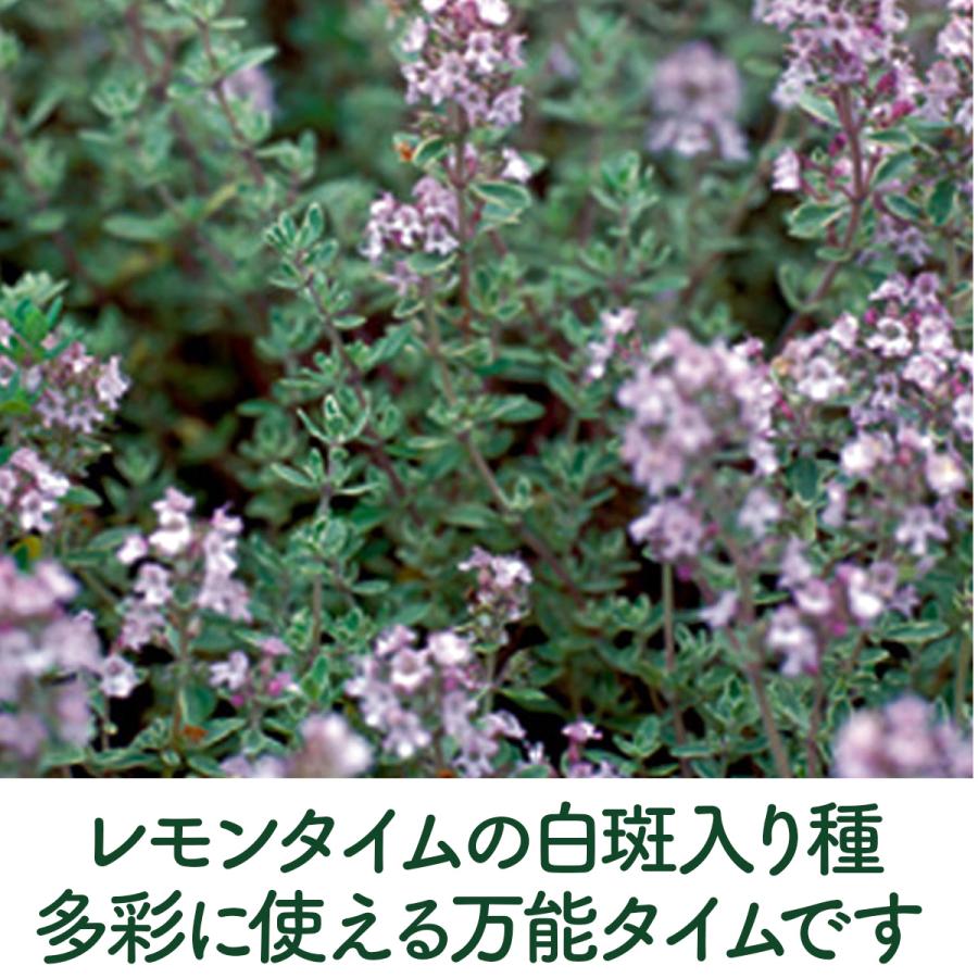 ハーブ 苗 シルバーレモンタイム（種類 栽培 ハーブティー ハーブガーデン 花 ガーデニング 苗木 果樹 栽培キット） |  | 03