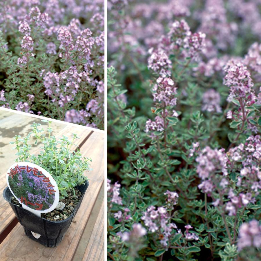 ハーブ 苗 シルバーレモンタイム（種類 栽培 ハーブティー ハーブガーデン 花 ガーデニング 苗木 果樹 栽培キット） |  | 04