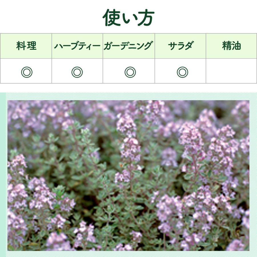 ハーブ 苗 シルバーレモンタイム（種類 栽培 ハーブティー ハーブガーデン 花 ガーデニング 苗木 果樹 栽培キット） |  | 06