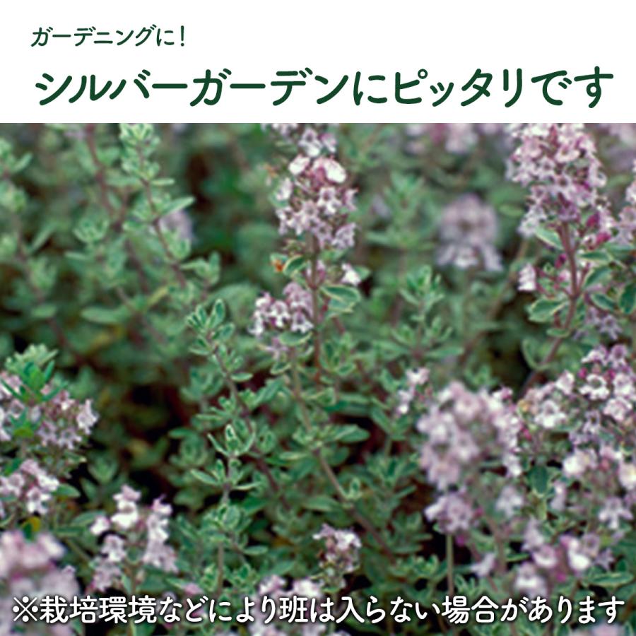 ハーブ 苗 シルバーレモンタイム（種類 栽培 ハーブティー ハーブガーデン 花 ガーデニング 苗木 果樹 栽培キット） |  | 07