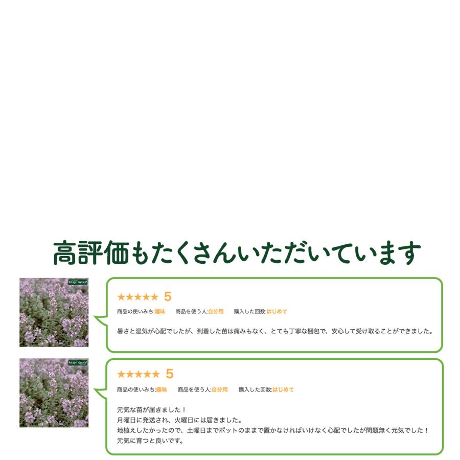 ハーブ 苗 シルバーレモンタイム（種類 栽培 ハーブティー ハーブガーデン 花 ガーデニング 苗木 果樹 栽培キット） |  | 08