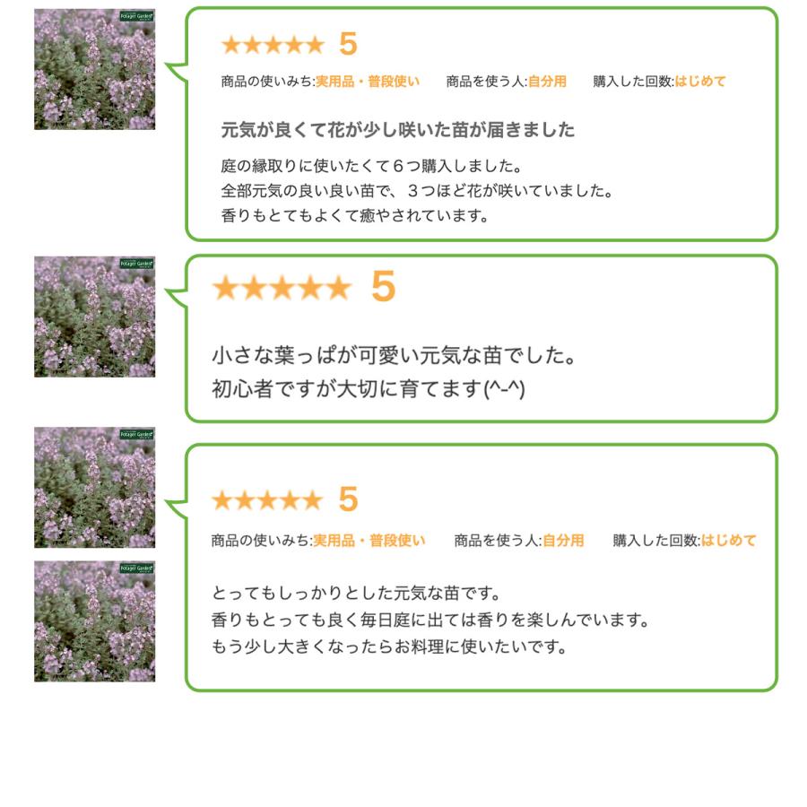 ハーブ 苗 シルバーレモンタイム（種類 栽培 ハーブティー ハーブガーデン 花 ガーデニング 苗木 果樹 栽培キット） |  | 09