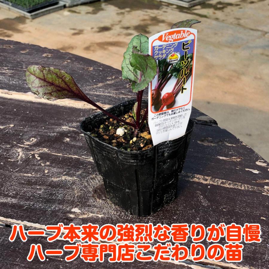 野菜 苗 ビートルート ビーツ 種類 栽培 ハーブガーデン ハーブティー 花 ガーデニング 栽培キット Veg Beetroot ハーブ苗のポタジェガーデン 通販 Yahoo ショッピング