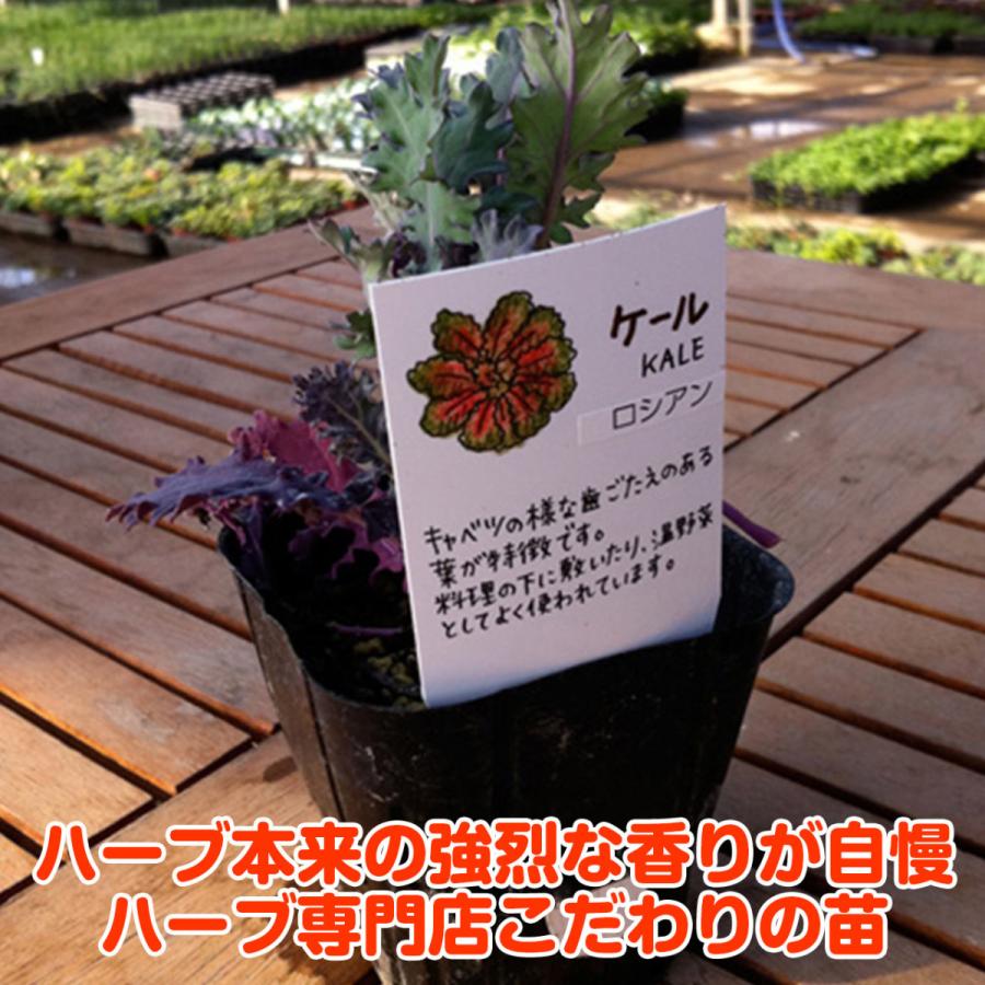 野菜 苗 ケール 種類 栽培 ハーブガーデン ハーブティー 花 ガーデニング 栽培キット Veg Kale ハーブ苗のポタジェガーデン 通販 Yahoo ショッピング