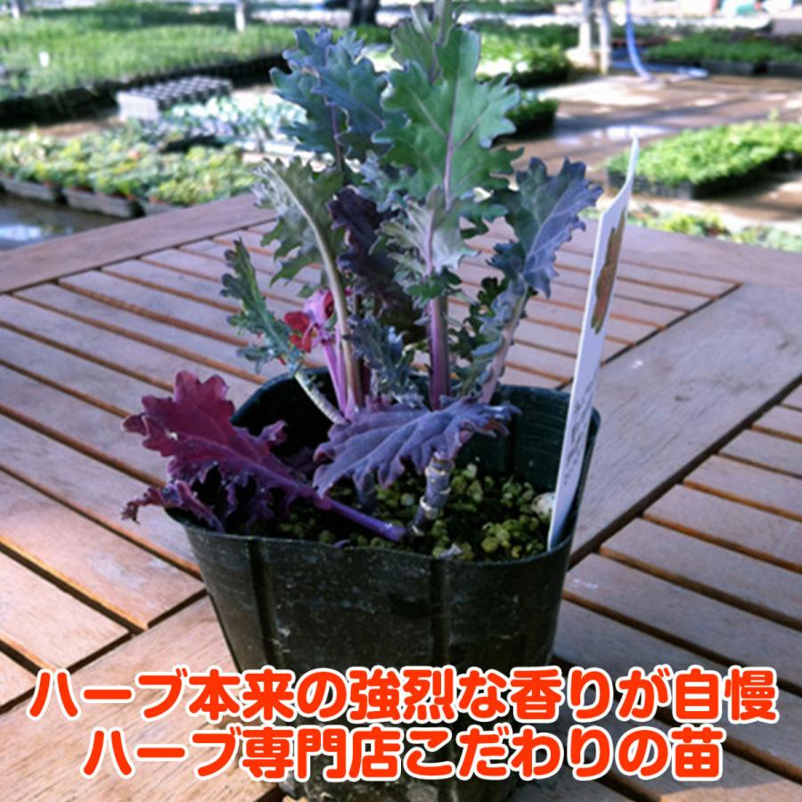 野菜 苗 ケール 種類 栽培 ハーブガーデン ハーブティー 花 ガーデニング 栽培キット Veg Kale ハーブ苗のポタジェガーデン 通販 Yahoo ショッピング