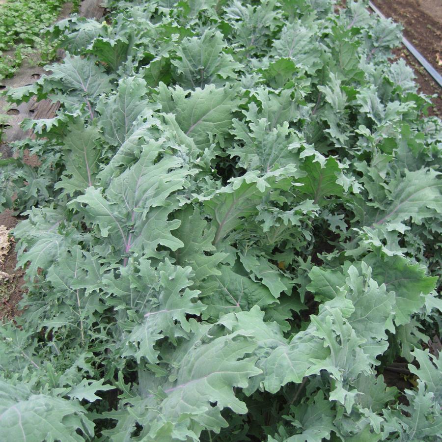 野菜 苗 ケール 種類 栽培 ハーブガーデン ハーブティー 花 ガーデニング 栽培キット Veg Kale ハーブ苗のポタジェガーデン 通販 Yahoo ショッピング