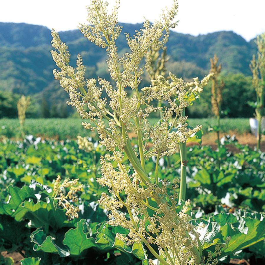 ハーブ 苗 ルバーブ（種類 栽培 ハーブティー ハーブガーデン 花 茶