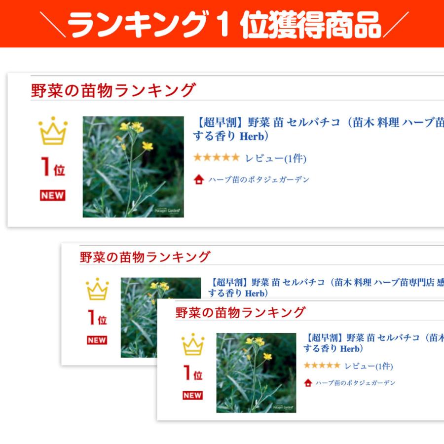 野菜 苗 セルバチコ 種類 栽培 ハーブティー ハーブガーデン 花 茶 オイル 軟膏 プランター 育て方 栽培キット 花 ガーデニング おしゃれ Veg Selvatico ハーブ苗のポタジェガーデン 通販 Yahoo ショッピング