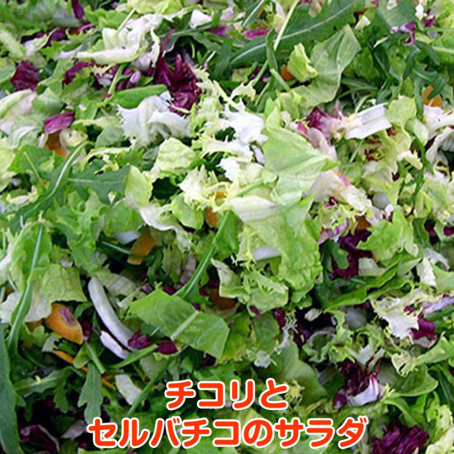 野菜 苗 セルバチコ 種類 栽培 ハーブティー ハーブガーデン 花 茶 オイル 軟膏 プランター 育て方 栽培キット 花 ガーデニング おしゃれ Veg Selvatico ハーブ苗のポタジェガーデン 通販 Yahoo ショッピング