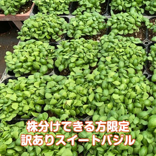 【訳あり】ハーブ 苗 スイートバジル（ハーブティー ハーブガーデン 栽培キット 花苗 ガーデニング ドライハーブ セット 乾燥 料理 家庭菜園） | 