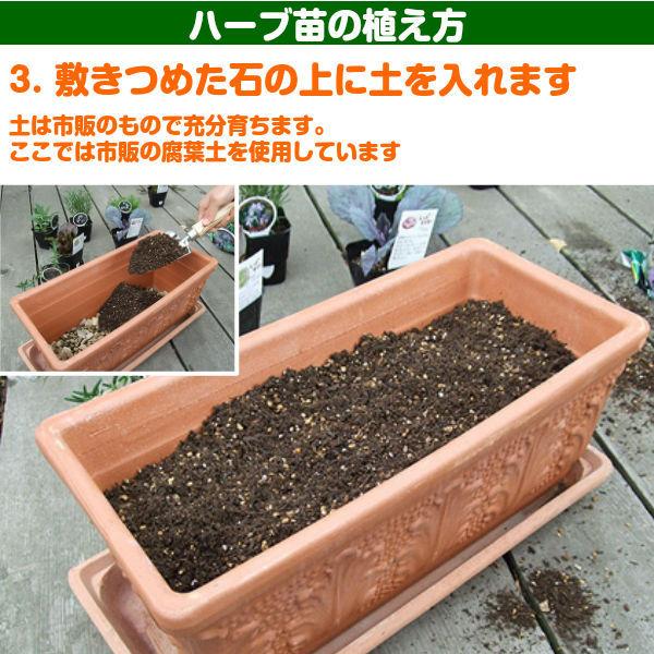 訳あり ハーブ 苗 スイートバジル ハーブティー ハーブガーデン 栽培キット 花苗 ガーデニング ドライハーブ セット 乾燥 料理 家庭菜園 Wakeari Basil ハーブ苗のポタジェガーデン 通販 Yahoo ショッピング