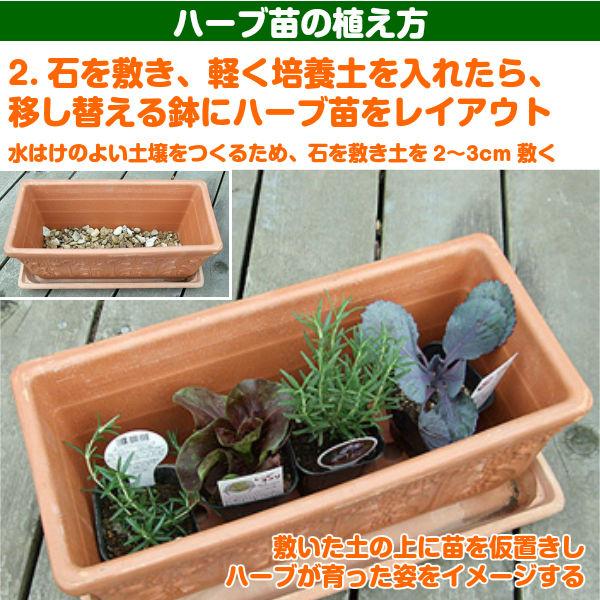 【訳あり】ハーブ 苗 スイートバジル（ハーブティー ハーブガーデン 栽培キット 花苗 ガーデニング ドライハーブ セット 乾燥 料理 家庭菜園） |  | 10
