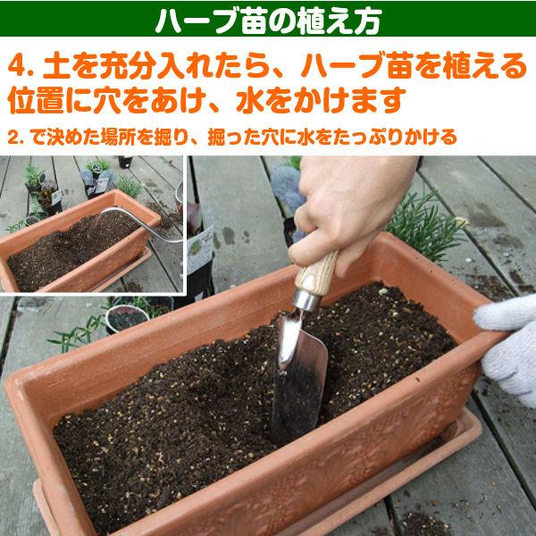 【訳あり】ハーブ 苗 スイートバジル（ハーブティー ハーブガーデン 栽培キット 花苗 ガーデニング ドライハーブ セット 乾燥 料理 家庭菜園） |  | 12