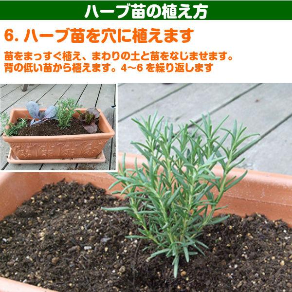 【訳あり】ハーブ 苗 スイートバジル（ハーブティー ハーブガーデン 栽培キット 花苗 ガーデニング ドライハーブ セット 乾燥 料理 家庭菜園） |  | 14