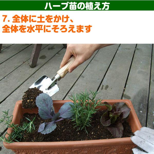 【訳あり】ハーブ 苗 スイートバジル（ハーブティー ハーブガーデン 栽培キット 花苗 ガーデニング ドライハーブ セット 乾燥 料理 家庭菜園） |  | 15