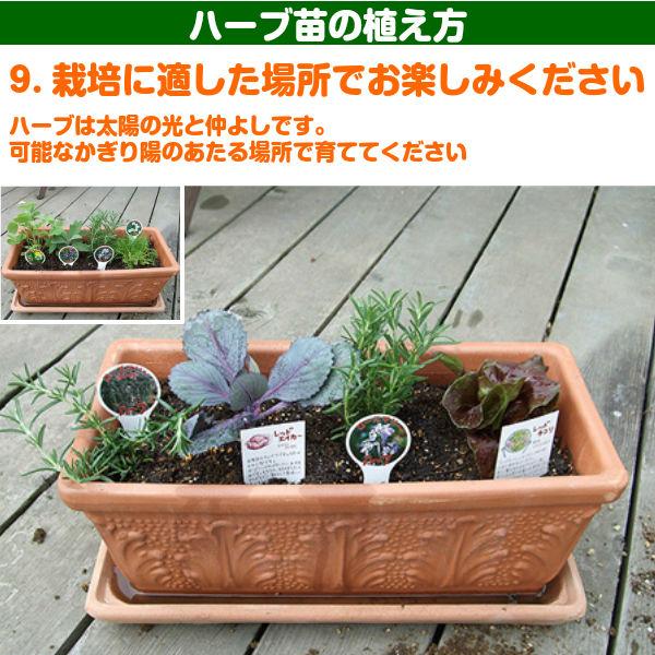 【訳あり】ハーブ 苗 スイートバジル（ハーブティー ハーブガーデン 栽培キット 花苗 ガーデニング ドライハーブ セット 乾燥 料理 家庭菜園） |  | 17