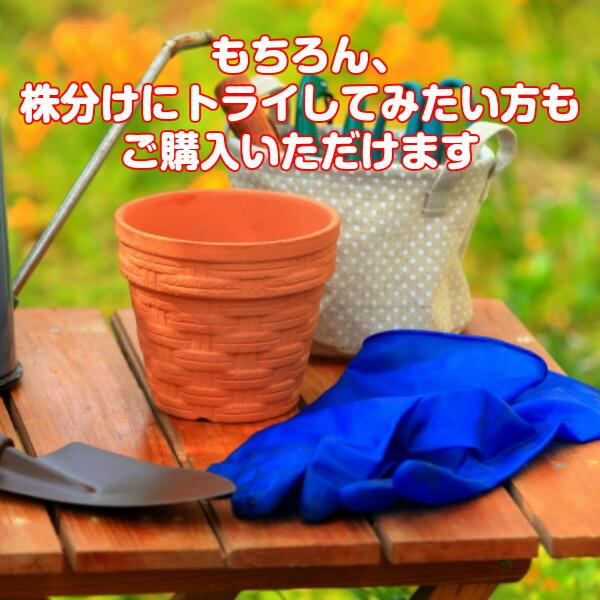 【訳あり】ハーブ 苗 スイートバジル（ハーブティー ハーブガーデン 栽培キット 花苗 ガーデニング ドライハーブ セット 乾燥 料理 家庭菜園） |  | 02