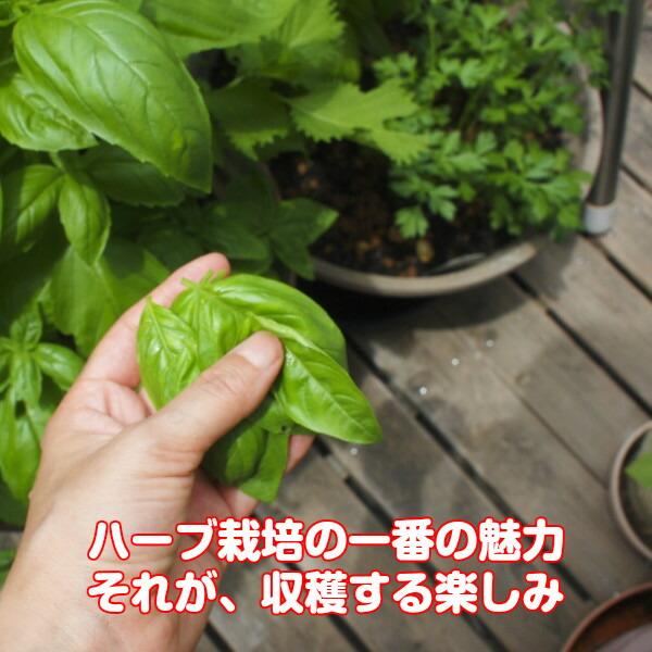【訳あり】ハーブ 苗 スイートバジル（ハーブティー ハーブガーデン 栽培キット 花苗 ガーデニング ドライハーブ セット 乾燥 料理 家庭菜園） |  | 03