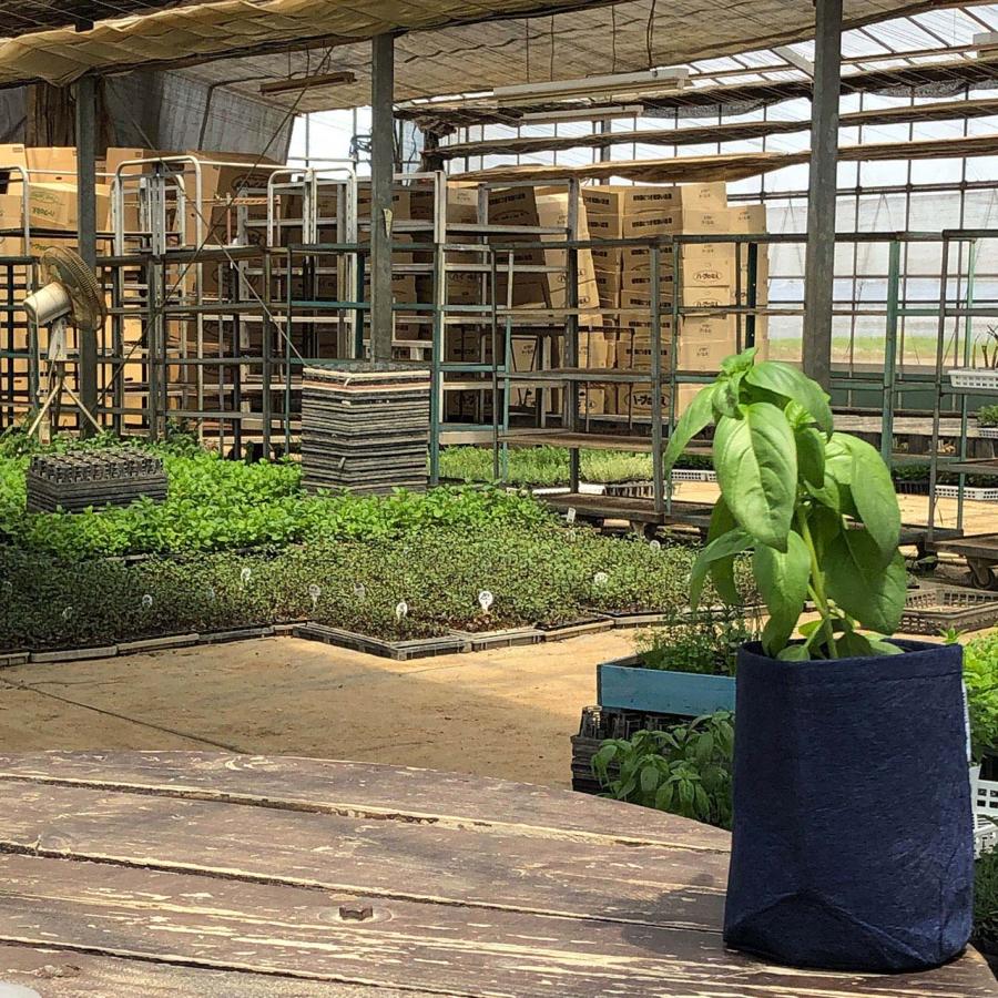 【訳あり】ハーブ 苗 スイートバジル（ハーブティー ハーブガーデン 栽培キット 花苗 ガーデニング ドライハーブ セット 乾燥 料理 家庭菜園） |  | 04