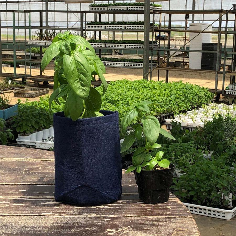 【訳あり】ハーブ 苗 スイートバジル（ハーブティー ハーブガーデン 栽培キット 花苗 ガーデニング ドライハーブ セット 乾燥 料理 家庭菜園） |  | 05