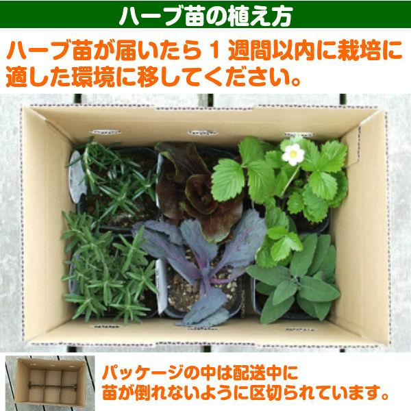 【訳あり】ハーブ 苗 スイートバジル（ハーブティー ハーブガーデン 栽培キット 花苗 ガーデニング ドライハーブ セット 乾燥 料理 家庭菜園） |  | 08
