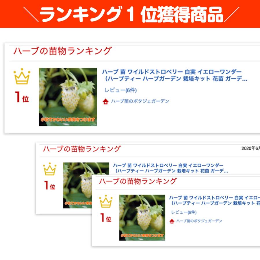 ハーブ 苗 ワイルドストロベリー 白実 イエローワンダー（種類 栽培