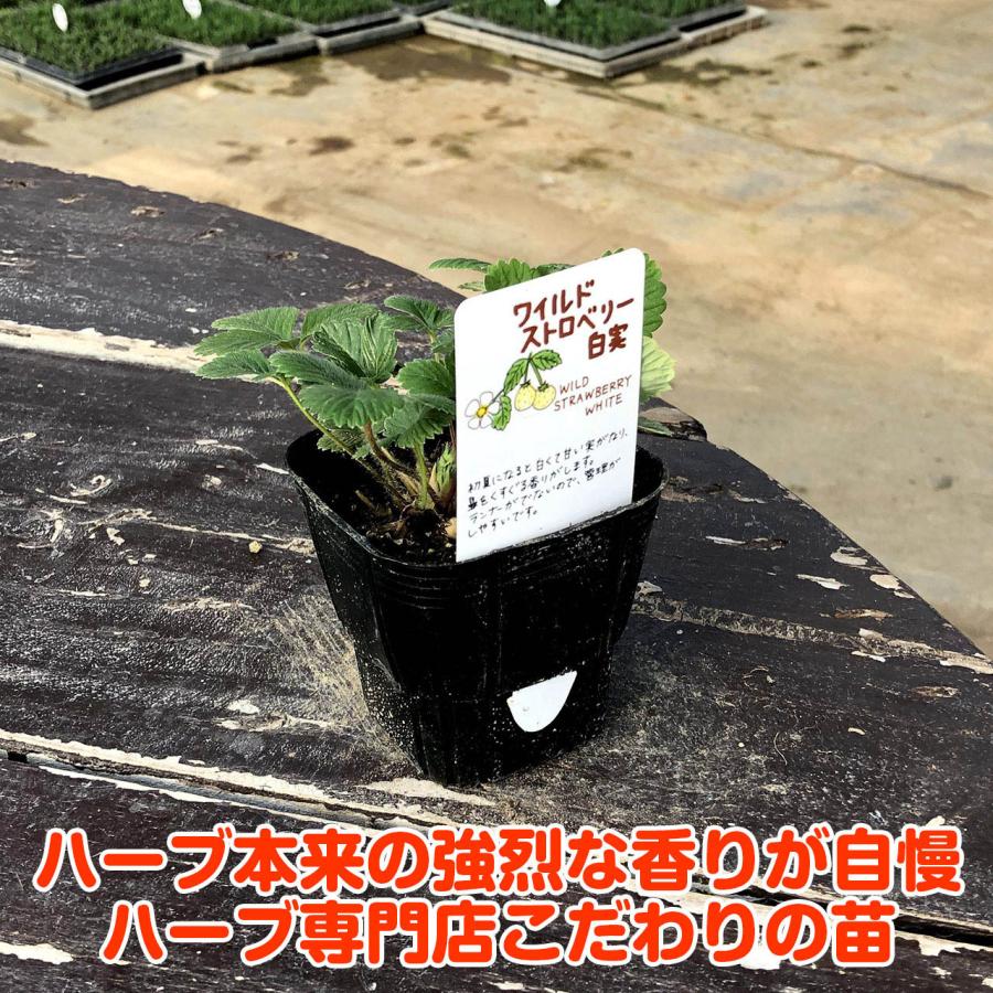 ハーブ 苗 ワイルドストロベリー 白実 イエローワンダー（種類 栽培