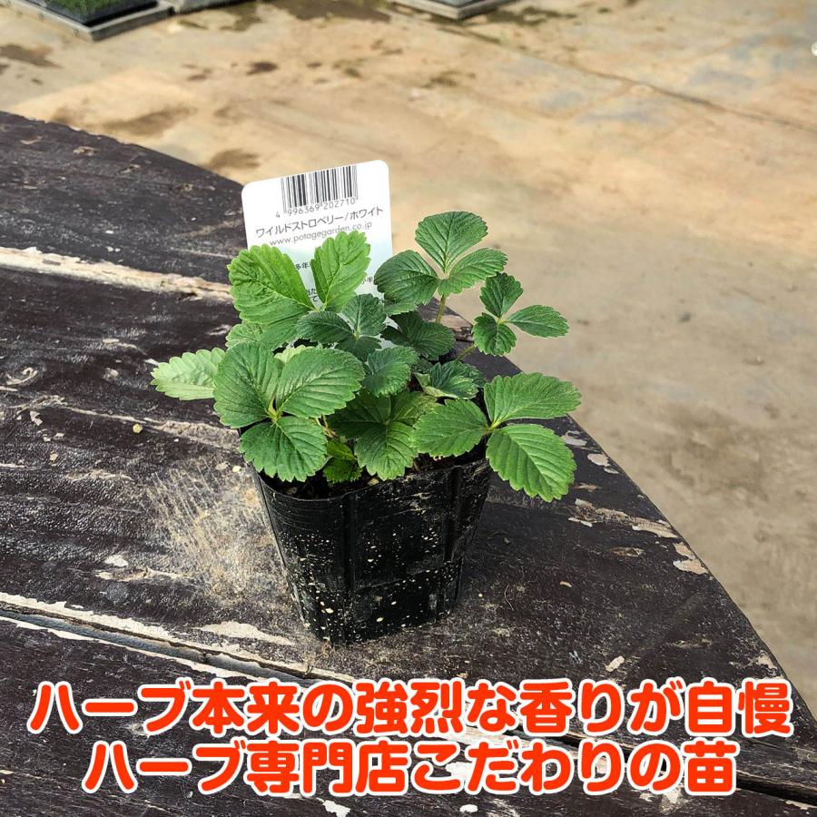 ハーブ 苗 ワイルドストロベリー 白実 イエローワンダー（種類 栽培