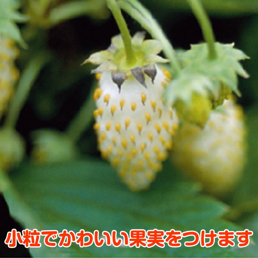 ハーブ 苗 ワイルドストロベリー 白実 イエローワンダー（種類 栽培