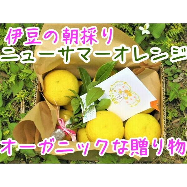 【母の日ギフト】【メッセージカード付き】朝採りニューサマーオレンジ２kg贈り物箱　農薬・肥料・除草剤不使用 | 
