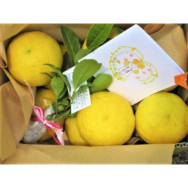 【母の日ギフト】【メッセージカード付き】朝採りニューサマーオレンジ２kg贈り物箱　農薬・肥料・除草剤不使用 |  | 01