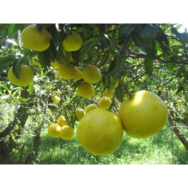 【母の日ギフト】【メッセージカード付き】朝採りニューサマーオレンジ２kg贈り物箱　農薬・肥料・除草剤不使用 |  | 11