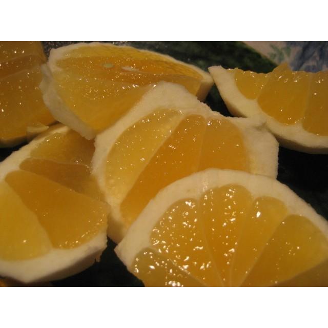 【母の日ギフト】【メッセージカード付き】朝採りニューサマーオレンジ２kg贈り物箱　農薬・肥料・除草剤不使用 |  | 12