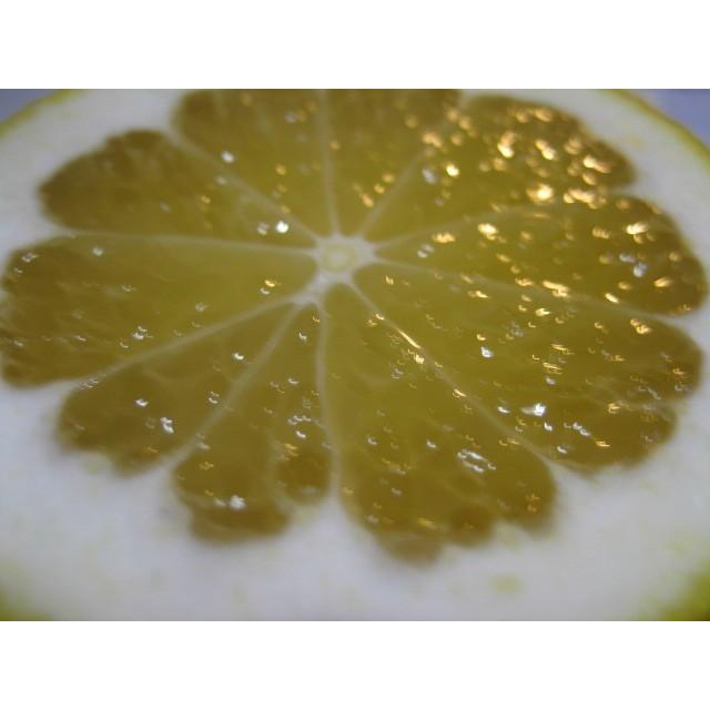 【母の日ギフト】【メッセージカード付き】朝採りニューサマーオレンジ２kg贈り物箱　農薬・肥料・除草剤不使用 |  | 15