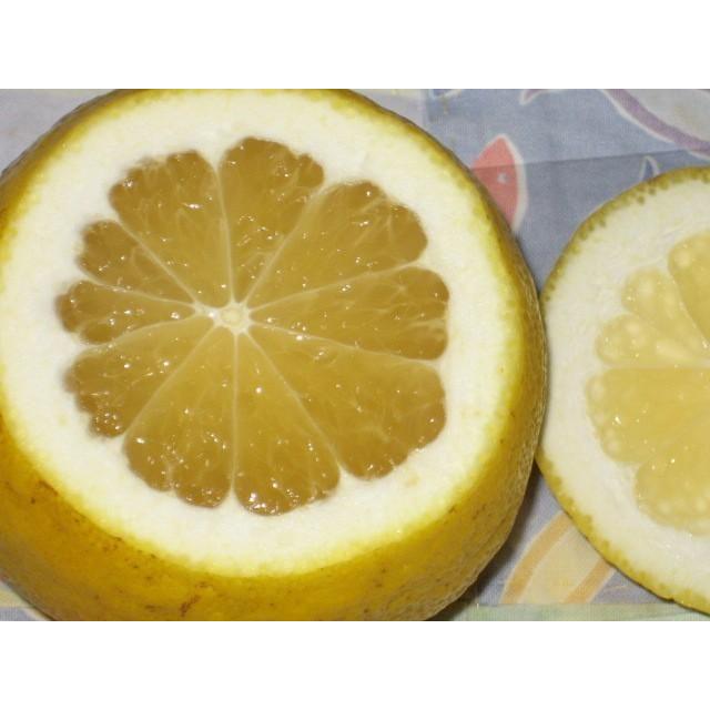 【母の日ギフト】【メッセージカード付き】朝採りニューサマーオレンジ２kg贈り物箱　農薬・肥料・除草剤不使用 |  | 16