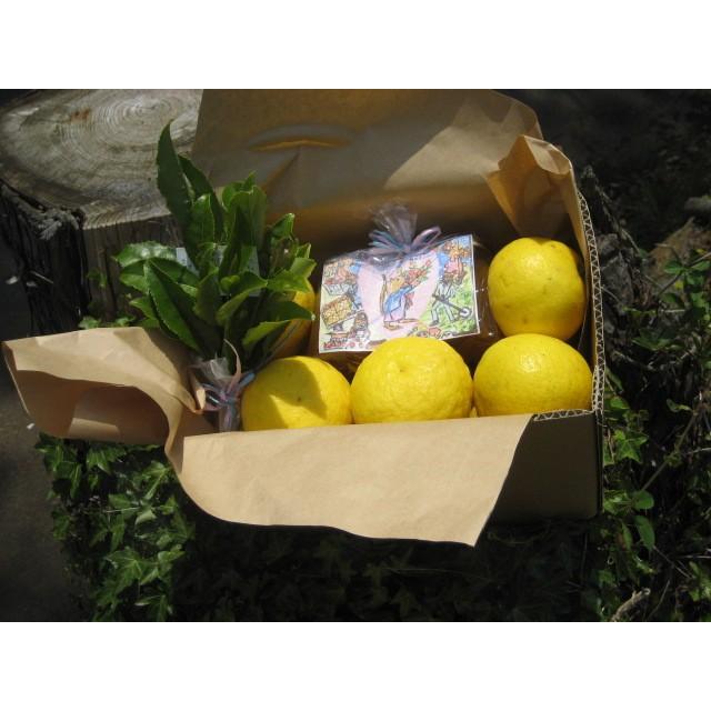 【母の日ギフト】【メッセージカード付き】朝採りニューサマーオレンジ２kg贈り物箱　農薬・肥料・除草剤不使用 |  | 17