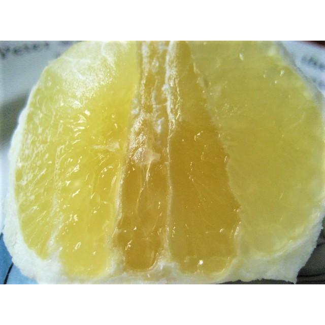 【母の日ギフト】【メッセージカード付き】朝採りニューサマーオレンジ２kg贈り物箱　農薬・肥料・除草剤不使用 |  | 19