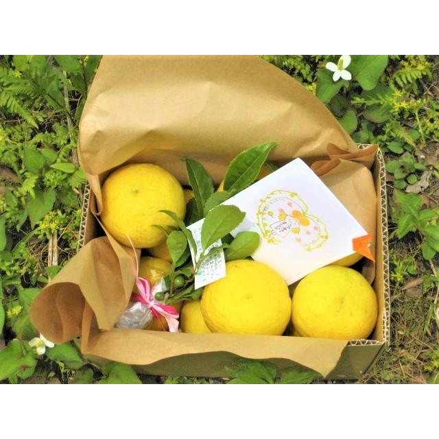 【母の日ギフト】【メッセージカード付き】朝採りニューサマーオレンジ２kg贈り物箱　農薬・肥料・除草剤不使用 |  | 02