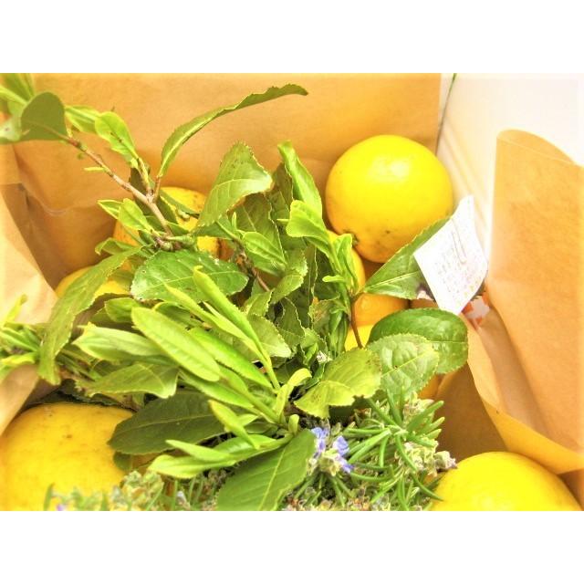 【母の日ギフト】【メッセージカード付き】朝採りニューサマーオレンジ２kg贈り物箱　農薬・肥料・除草剤不使用 |  | 03