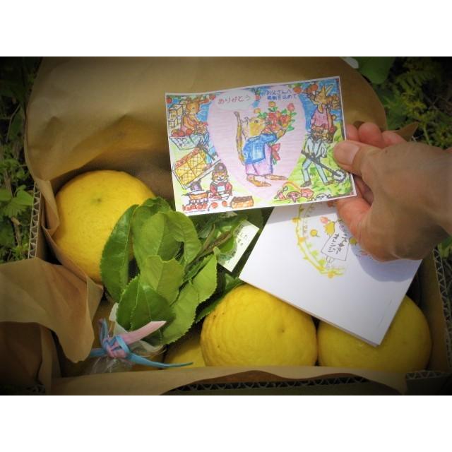 【母の日ギフト】【メッセージカード付き】朝採りニューサマーオレンジ２kg贈り物箱　農薬・肥料・除草剤不使用 |  | 07