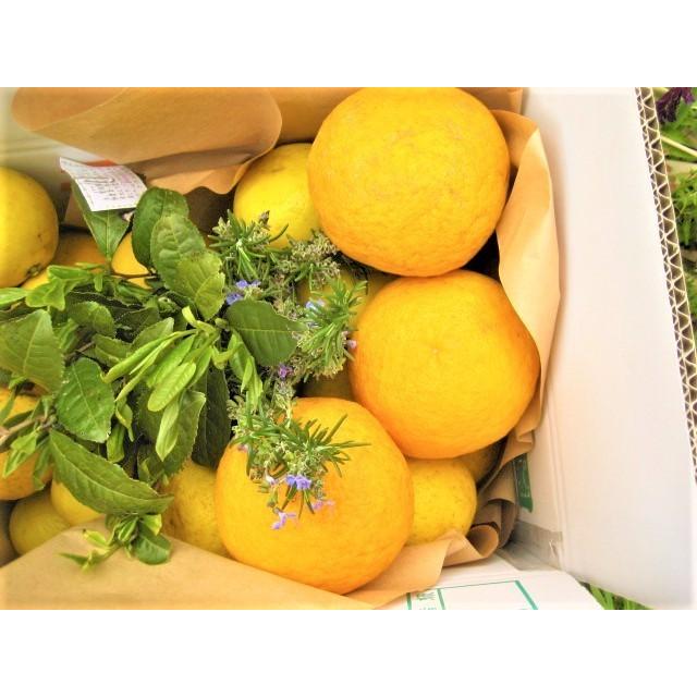 【母の日ギフト】【メッセージカード付き】朝採りニューサマーオレンジ２kg贈り物箱　農薬・肥料・除草剤不使用 |  | 08