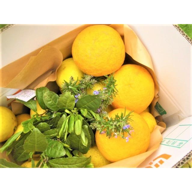 【母の日ギフト】【メッセージカード付き】朝採りニューサマーオレンジ２kg贈り物箱　農薬・肥料・除草剤不使用 |  | 09